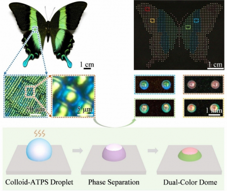 Taking advantage of the evaporation-induced phase separation of ATPS, biomimetic dual-color domes are fabricated by drying an ATPS droplet that contains mono-sized nanoparticles.